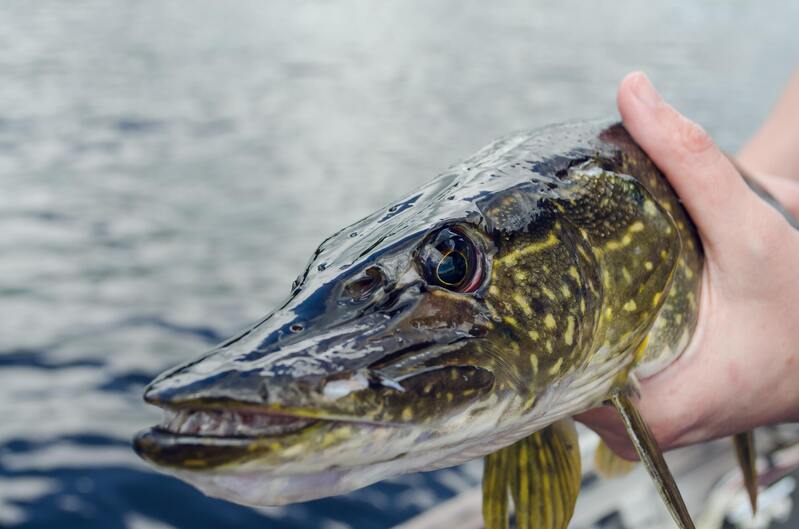 Allt om att fiska gädda – en av de vanligaste fiskarna i svenska vatten