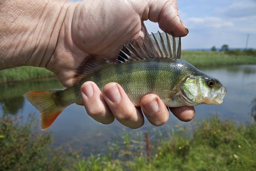 Fiska abborre – hur går det till?