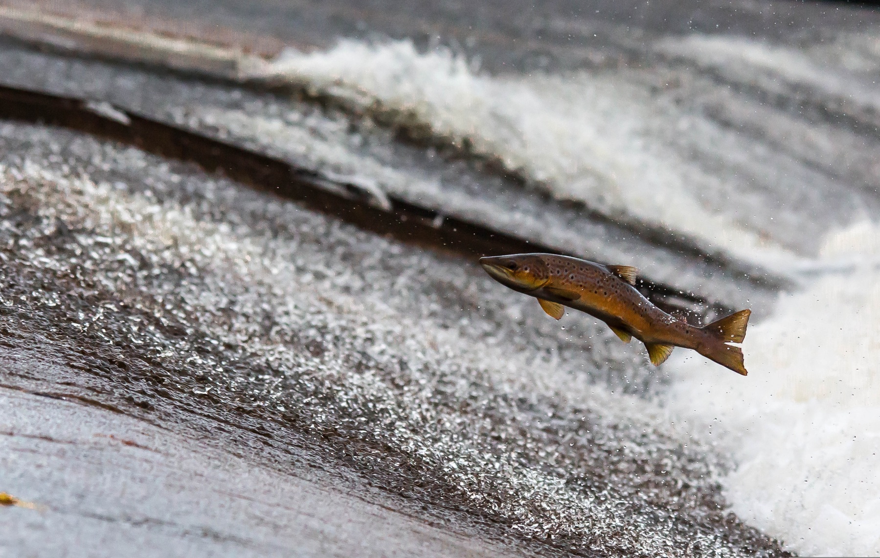 Vad bör man tänka på vid fiske i strömmande vatten?